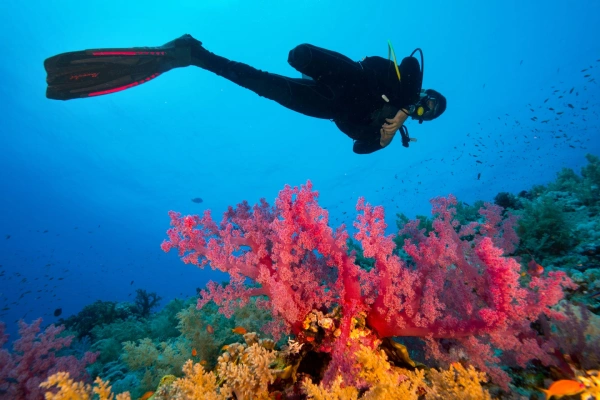 Buceo en Mallorca Buceo en Mallorca